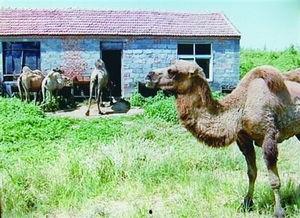 骆驼养殖视频,从饲养技巧到经济效益