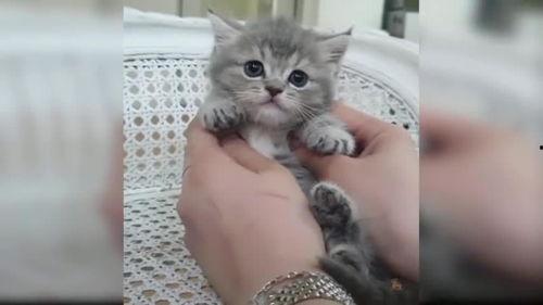 小猫 视频,小猫视频集锦