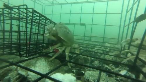 放鱼笼视频教程,视频教程详解