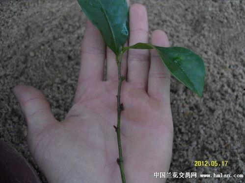 含笑扦插视频,视频教程带你轻松掌握