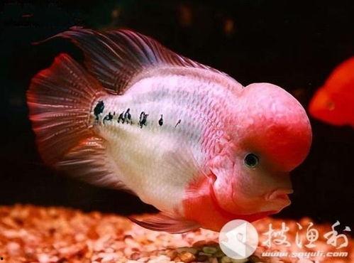 金花罗汉鱼视频,水中精灵的华丽绽放