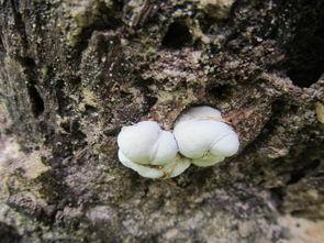 灵芝生长视频,神奇真菌的蜕变之旅