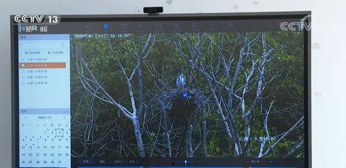 野外视频传输,野外实时视频传输技术解析与应用
