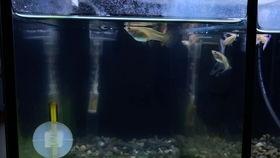 喂鱼的视频,捕捉温馨喂鱼时刻